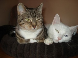 Rosebud-Snowball Rosebud and Snowball