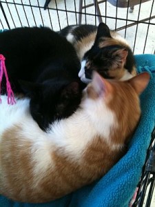 Sleep with someone soft- adopt a Safe Haven kitty!