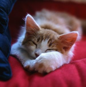 Sleeping Kitten 