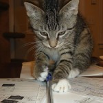 KSB 2011 Blog photos 013 pen in paw