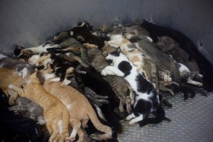 Dead cats, piled like firewood