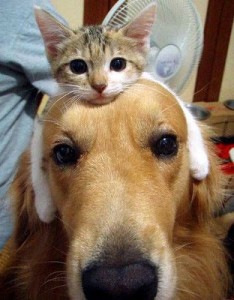 cat hat