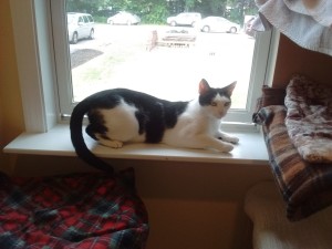 window kitty