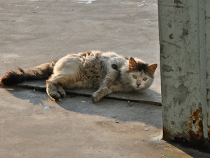 Stray cats need your help
